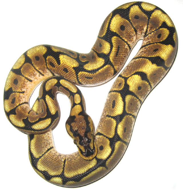 Spider Ball Python